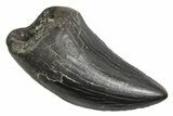 Serrated, Tyrannosaur (Nanotyrannus) Tooth - Montana #350408-1